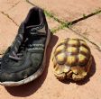 Rehomed..Sulcata : Young approx 5 years old (Monty)